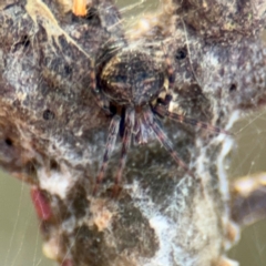 Araneus albotriangulus at Ainslie, ACT - 16 Aug 2024 by Hejor1