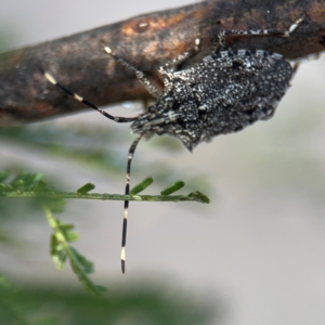 Alcaeus varicornis at Ainslie, ACT - 16 Aug 2024