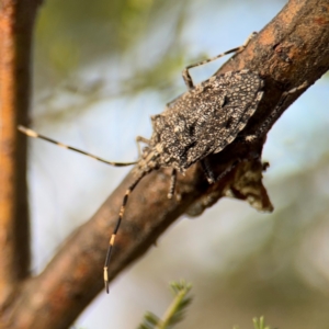 Alcaeus varicornis at Ainslie, ACT - 16 Aug 2024