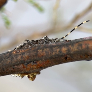 Alcaeus varicornis at Ainslie, ACT - 16 Aug 2024