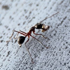 Camponotus intrepidus (Flumed Sugar Ant) at Ainslie, ACT - 16 Aug 2024 by Hejor1