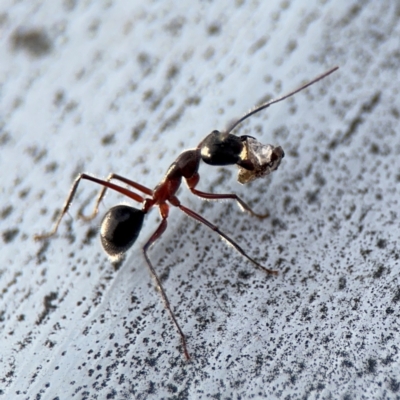 Camponotus intrepidus (Flumed Sugar Ant) at Ainslie, ACT - 16 Aug 2024 by Hejor1