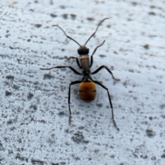 Polyrhachis ammon (Golden-spined Ant, Golden Ant) at Ainslie, ACT - 16 Aug 2024 by Hejor1