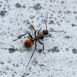 Polyrhachis ammon at Ainslie, ACT - 16 Aug 2024