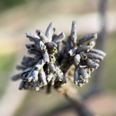 Eucalyptus insect gall at Ainslie, ACT - 16 Aug 2024 by Hejor1