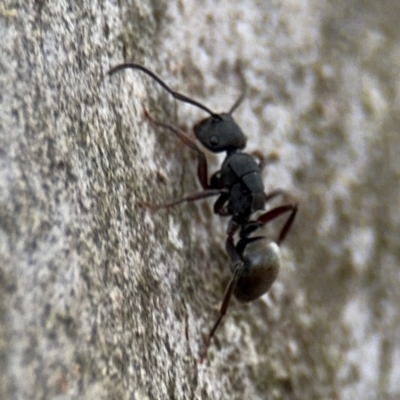 Polyrhachis phryne (A spiny ant) at Ainslie, ACT - 16 Aug 2024 by Hejor1