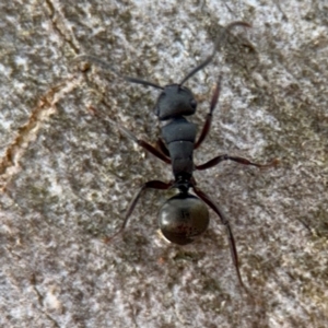 Polyrhachis phryne at Ainslie, ACT - 16 Aug 2024