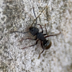 Polyrhachis phryne at Ainslie, ACT - 16 Aug 2024