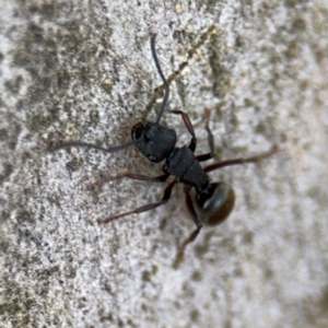 Polyrhachis phryne at Ainslie, ACT - 16 Aug 2024