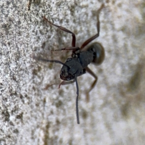 Polyrhachis phryne at Ainslie, ACT - 16 Aug 2024 03:54 PM