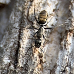 Camponotus aeneopilosus at Ainslie, ACT - 16 Aug 2024