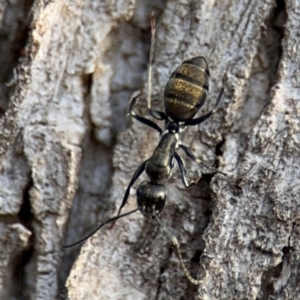 Camponotus aeneopilosus at Ainslie, ACT - 16 Aug 2024 03:53 PM