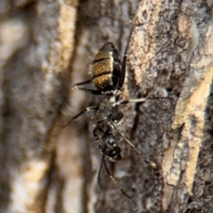 Camponotus aeneopilosus at Ainslie, ACT - 16 Aug 2024