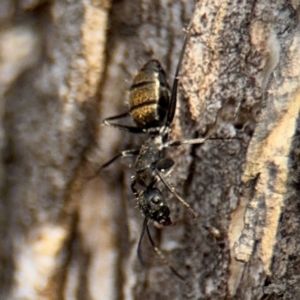 Camponotus aeneopilosus at Ainslie, ACT - 16 Aug 2024 03:53 PM