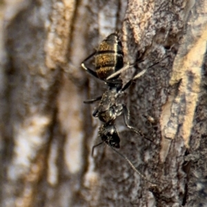 Camponotus aeneopilosus at Ainslie, ACT - 16 Aug 2024 03:53 PM