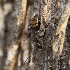 Camponotus aeneopilosus at Ainslie, ACT - 16 Aug 2024 03:53 PM