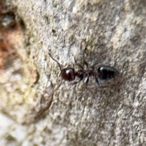 Crematogaster sp. (genus) at Ainslie, ACT - 16 Aug 2024 03:51 PM