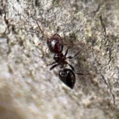 Crematogaster sp. (genus) at Ainslie, ACT - 16 Aug 2024 03:51 PM