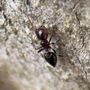 Crematogaster sp. (genus) at Ainslie, ACT - 16 Aug 2024 03:51 PM