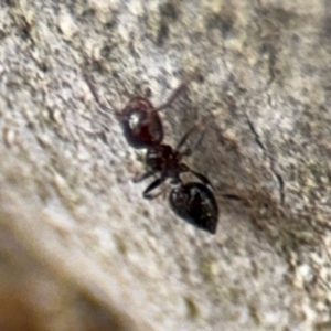 Crematogaster sp. (genus) at Ainslie, ACT - 16 Aug 2024 03:51 PM