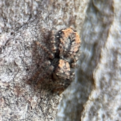 Servaea incana (Hoary Servaea) at Kaleen, ACT - 16 Aug 2024 by Hejor1