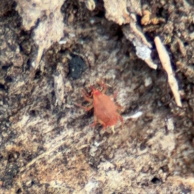 Bdellidae sp. (family) (Unidentified Snout Mite) at Canberra Airport, ACT - 16 Aug 2024 by Hejor1