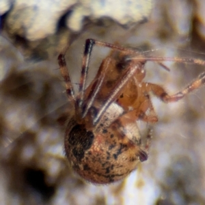 Cryptachaea veruculata at Pialligo, ACT - 16 Aug 2024