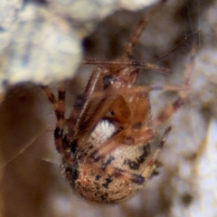 Cryptachaea veruculata at Pialligo, ACT - 16 Aug 2024