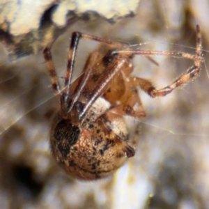 Cryptachaea veruculata at Pialligo, ACT - 16 Aug 2024 03:41 PM