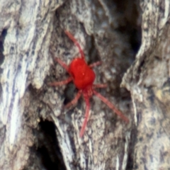 Trombidiidae (family) (Red velvet mite) at Ainslie, ACT - 16 Aug 2024 by Hejor1