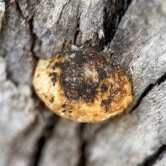 Hexagonia vesparia (Wasp Nest Polypore) at Canberra Airport, ACT - 16 Aug 2024 by Hejor1