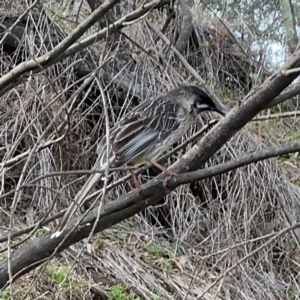 Anthochaera carunculata at Campbell, ACT - 16 Aug 2024