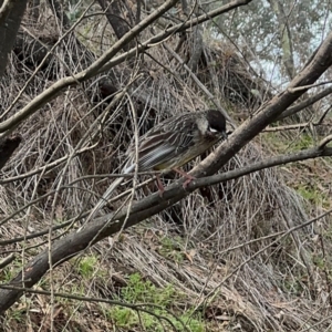 Anthochaera carunculata at Campbell, ACT - 16 Aug 2024