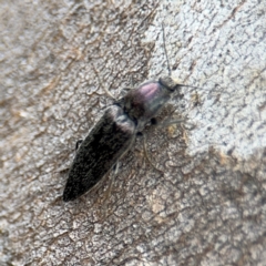 Crepidomenus fulgidus (Click beetle) at Campbell, ACT - 16 Aug 2024 by Hejor1