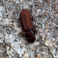 Platisus sp. (genus) (Flat bark beetle) at Campbell, ACT - 16 Aug 2024 by Hejor1