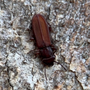 Platisus sp. (genus) at Campbell, ACT - 16 Aug 2024 03:17 PM