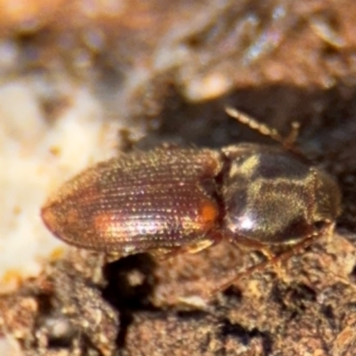 Austrocardiophorus sp. (genus) (Click beetle) at Campbell, ACT - 16 Aug 2024 by Hejor1