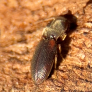 Austrocardiophorus sp. (genus) at Campbell, ACT - 16 Aug 2024