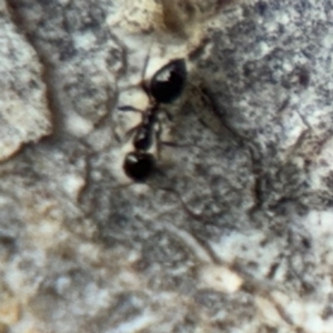 Formicidae (family) at Campbell, ACT - 16 Aug 2024