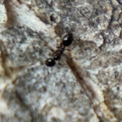 Formicidae (family) at Campbell, ACT - 16 Aug 2024