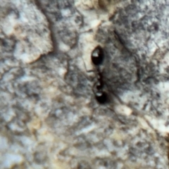 Formicidae (family) at Campbell, ACT - 16 Aug 2024