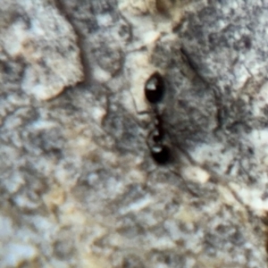 Formicidae (family) at Campbell, ACT - 16 Aug 2024