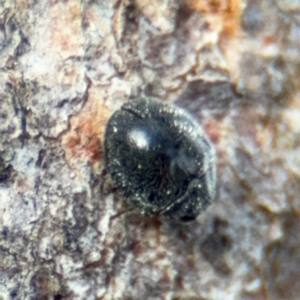 Coccinellidae (family) at Pialligo, ACT - 16 Aug 2024