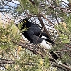 Strepera graculina (Pied Currawong) at Campbell, ACT - 16 Aug 2024 by Hejor1