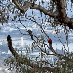 Platycercus elegans (Crimson Rosella) at Campbell, ACT - 16 Aug 2024 by Hejor1