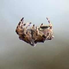 Socca pustulosa (Knobbled Orbweaver) at Ainslie, ACT - 16 Aug 2024 by Hejor1