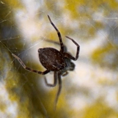 Badumna insignis (Black House Spider) at Ainslie, ACT - 16 Aug 2024 by Hejor1