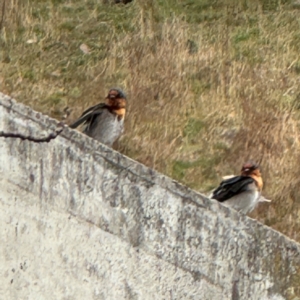 Hirundo neoxena at Lake George, NSW - 16 Aug 2024