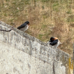 Hirundo neoxena at Lake George, NSW - 16 Aug 2024