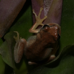 Litoria ewingii (Ewing's Tree Frog) at Freshwater Creek, VIC - 6 Sep 2022 by WendyEM